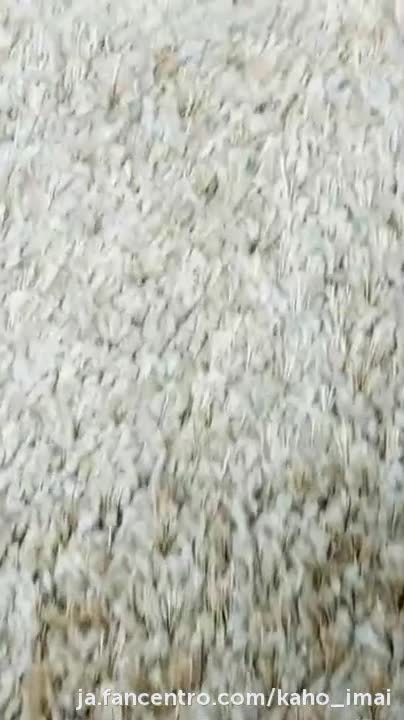 Video 214652 from Kaho Imai