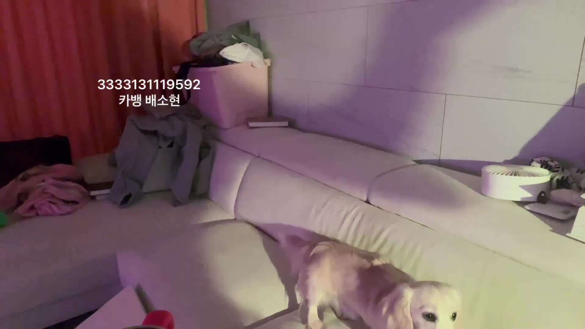 Video 220184 from Baerasoni