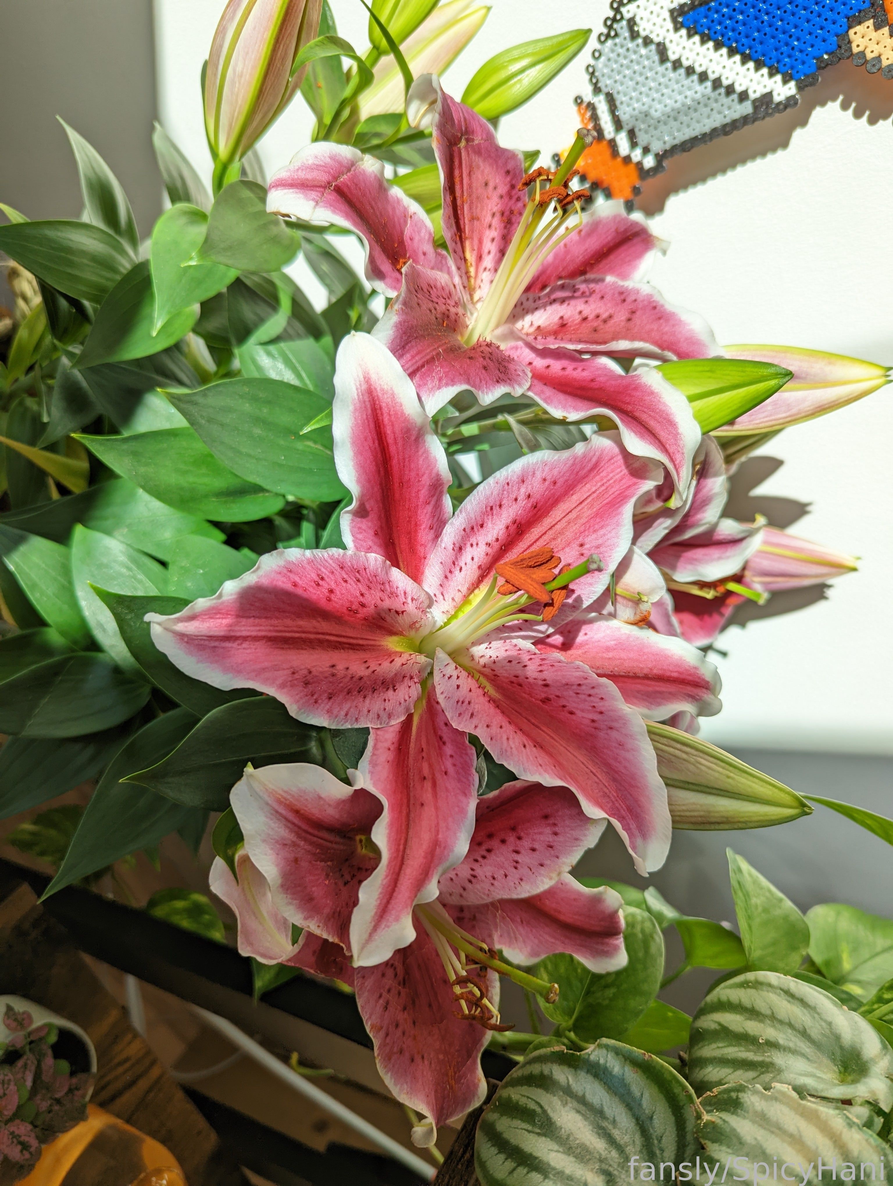 Image 9480079 from SpicyHani